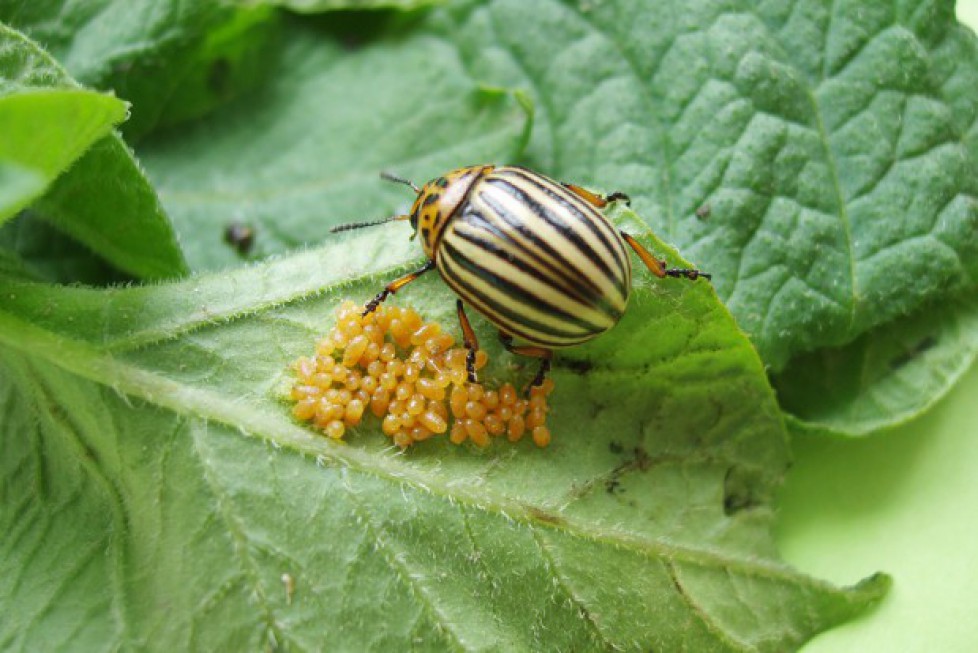 Колорадские жуки питаются растениями. Личинка колорадского жука. Колорадский Жук. Колорадский Жук личинка и яйца.